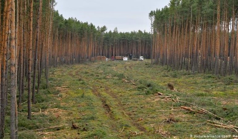 Tesla wins court approval to build Gigafactory by clearing forest in Germany